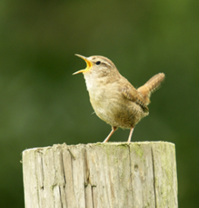 Knockmealdown Active Dawn Chorus