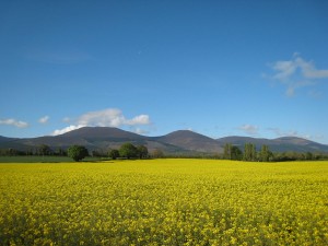 Rapeseed field at Knockmealdown Mountains