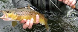 Fishing Permits and Contacts for the Suir