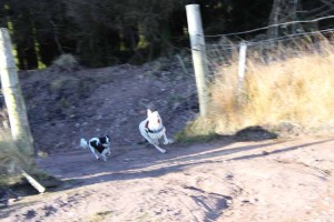 I'm a Search Dog - Get Me Outta Here