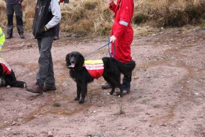 Irish Search Dogs rescue dog